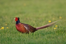 Fasan (Phasianus colchicus) im Abendlicht