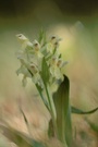 Dactylorhiza sambucina