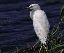 Seidenreiher (Egretta garzetta)