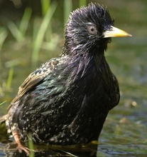 Kein "Ölpest-Vogel"...