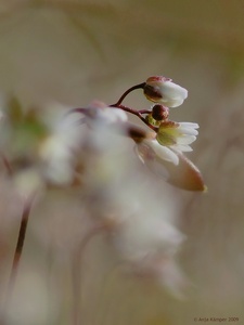 ...Erophila verna...