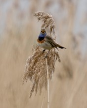 Blaukehlchen