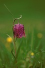 Schachblume (Fritillaria meleagris)