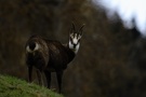Gemsgeiss