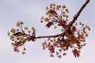 Blühender Spitzahorn (Acer platanoides)