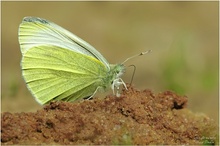 Kleiner Kohlweissling  (Pieris rapae)    Wildlife