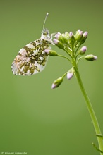 Anthocharis cardamines