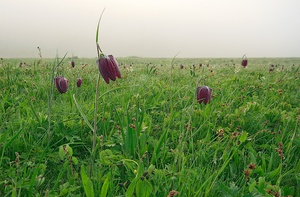 Schachblumenwiese im Morgennebel