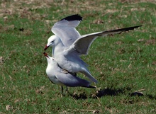 Die Liebe der Korallenmöwen...(Larus Audouinii)