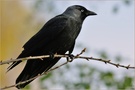 Corvus monedula...