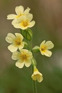 Hohe Schlüsselblume (Primula elatior)