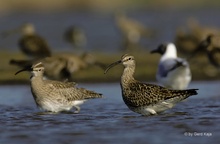 Regenbrachvogel (numenius phaeopus)