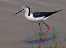 Stelzenläufer (Himantopus Himantopus)