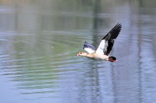 Nilgans