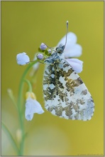 Frühling... Aurorafalter (w) *Anthocharis cardamines*