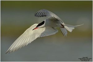 Flußsseeschwalbe(Sterna hirundo)