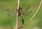 Frisch geschlüpfte Libelle