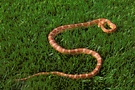 Kornnatter (Pantherophis guttatus)