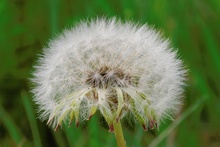 Pusteblume...