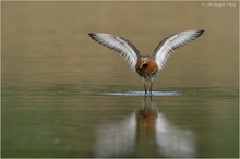 Uferschnepfe (Limosa limosa)