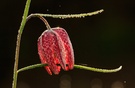 Schachblume im Gegenlicht