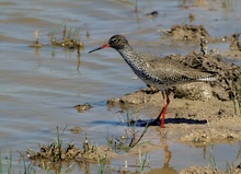 Rotschenkel (Tringa Totanus)