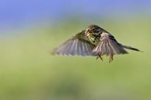 Grauammer beim Rüttelflug