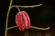 Schachblume im Gegenlicht - 2. Anlauf!