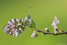 In voller Blüte...