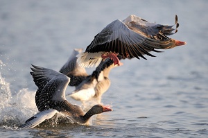 Gänsejagd (ND)