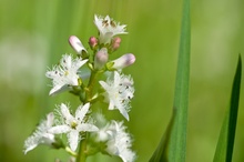 Hechtkraut - Pontederia cordata