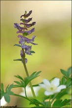 ~In Mitten der weißen Waldmänner~ *Hohler Lerchensporn - Corydalis cava*