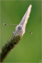 Pieris Napi...