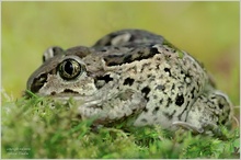 Abgeduckt ....  (Knoblauchkröte - Pelobates fuscus)