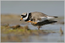 Sandregenpfeifer (Charadrius hiaticula)