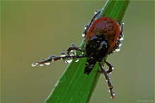 Gemeiner Holzbock (Ixodes ricinus)