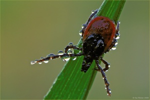 Gemeiner Holzbock (Ixodes ricinus)