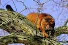 Raubkatze