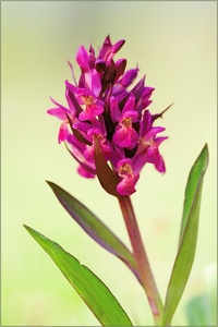 Dactylorhiza sambucina Teil 2