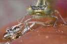 Junge Hufeisen-Azurjungfer (Coenagrion puella)