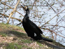 Kormoran