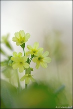 Lang und dünn *Echte Schlüsselblume*