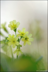 Lang und dünn *Echte Schlüsselblume*