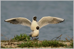 Lachmöwe (Larus ridibundus)