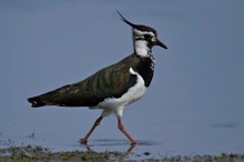 Kiebitz (Vanellus vanellus)