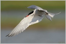 Flussseeschwalbe (Sterna hirundo)