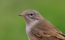 Dorngrasmücken Close-Up...(Sylvia Communis)