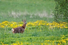 Rehbock in Sumpfdotterblumen