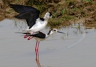 Die Liebe der Stelzenläufer (Himantopus Himantopus)