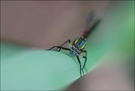 Junge Adonislibelle (Pyrrhosoma nymphula)